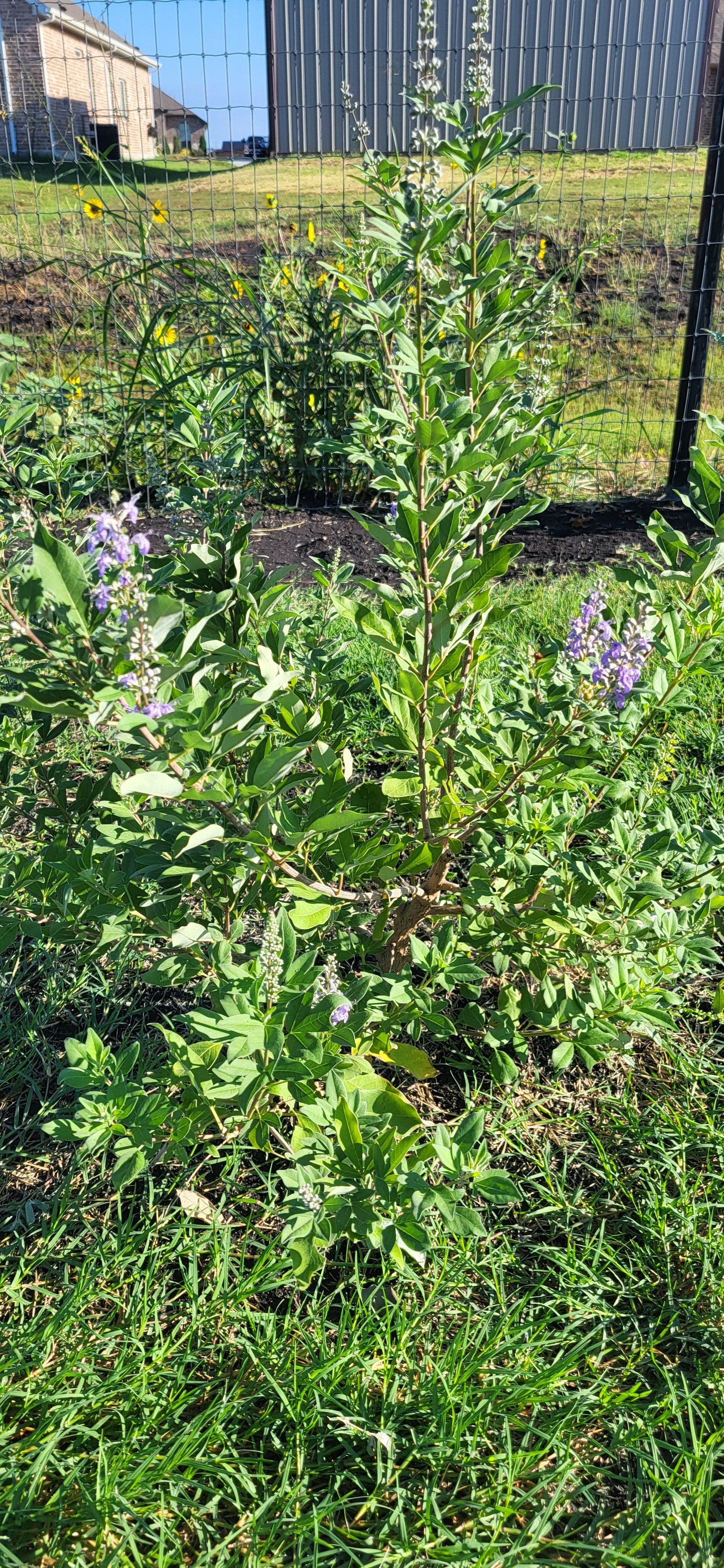 Photo of the plant species Vitex 'Summertime Blues' by @SuperButterwort named Marley on Greg, the plant care app