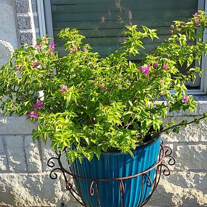 Photo of the plant species Torch Glow Bougainvilla by @SuperButterwort named Shakira on Greg, the plant care app