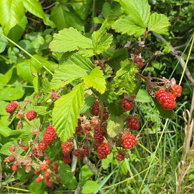 Photo of the plant species Allegheny Blackberry by @PetJewelsofopar named Girlfrond on Greg, the plant care app