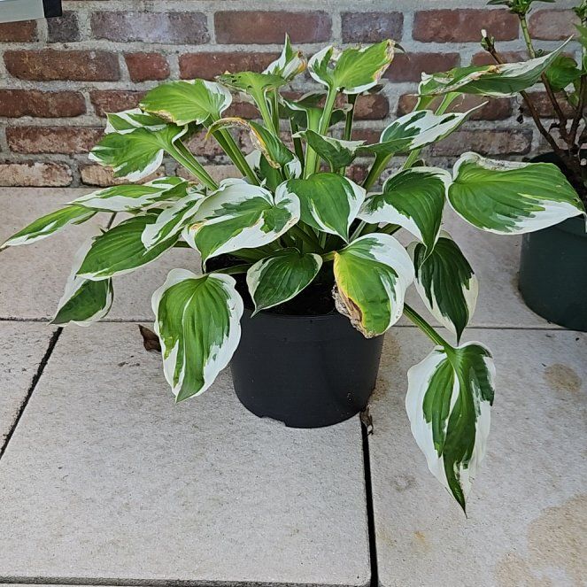 Photo of the plant species Minuteman Hosta by @FitHoyabilobata named Harmony on Greg, the plant care app