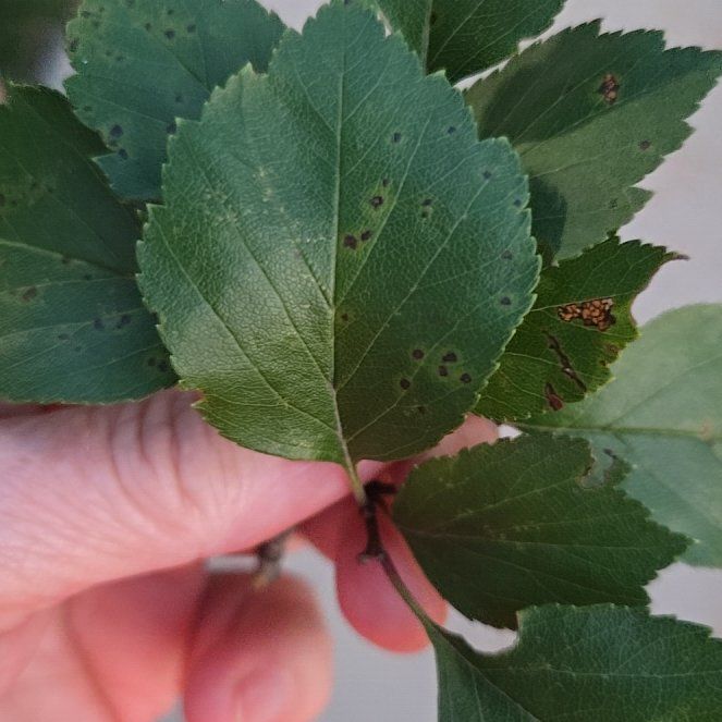 Photo of the plant species Midland Hawthorn by @TopnotchLentil named Sahara on Greg, the plant care app
