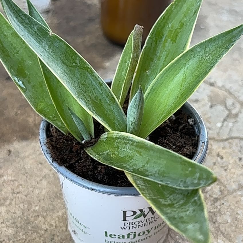 Photo of the plant species Agave desmetiana 'Variegata' by @TrueCrotonnorma named Ronaldo on Greg, the plant care app