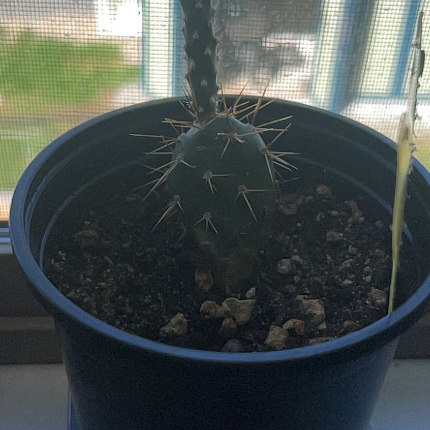 Photo of the plant species Columbia Prickly Pear by @LittleGandy named Lewis on Greg, the plant care app