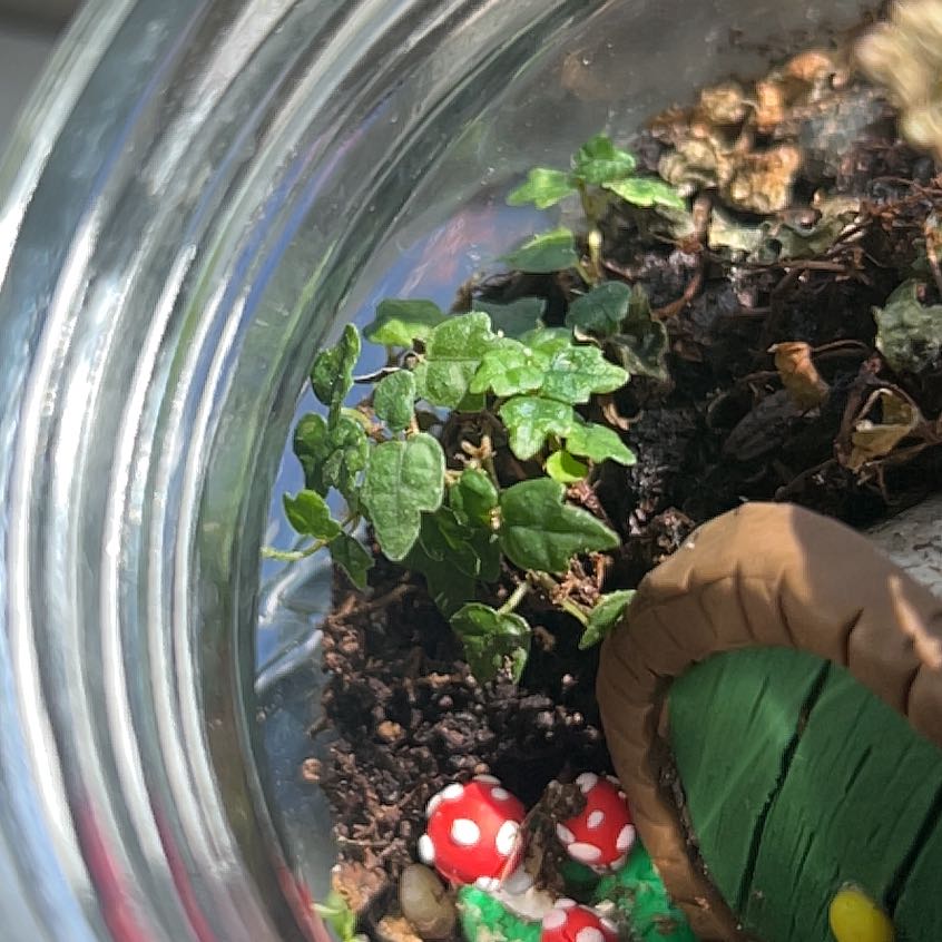 Photo of the plant species Miniature Oakleaf Fig by @LittleGandy named Beckett on Greg, the plant care app