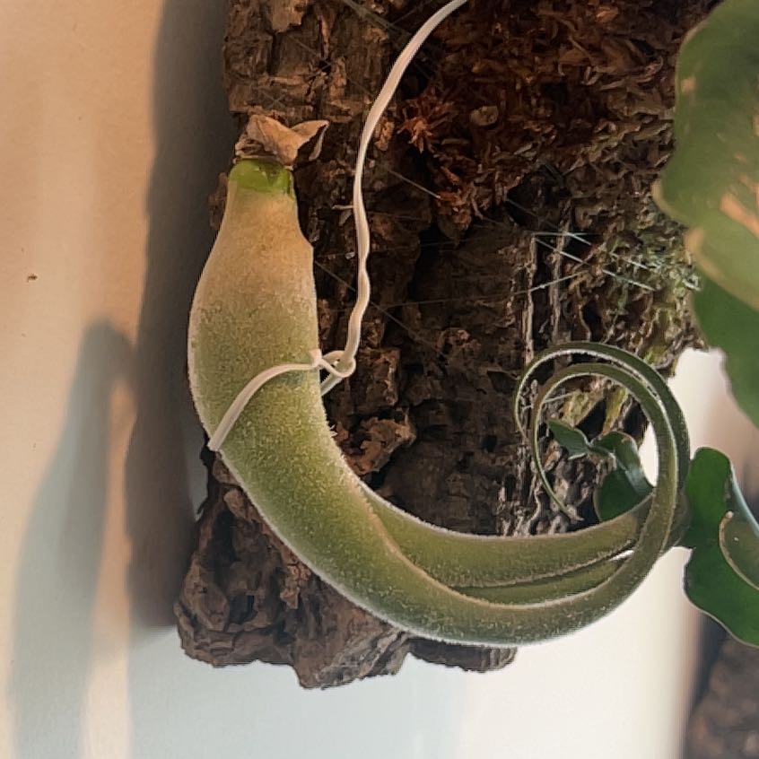 Photo of the plant species Seleriana Air Plant by @LittleGandy named Bella on Greg, the plant care app