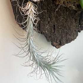 Photo of the plant species air plant by @LittleGandy named Oaxaca on Greg, the plant care app