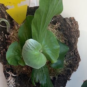 Photo of the plant species Elephant Staghorn Fern by @LittleGandy named Heffalump on Greg, the plant care app