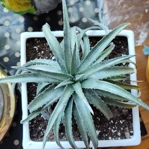 Photo of the plant species Quadricolor Century Plant by @YardCurlyheads named Bella on Greg, the plant care app