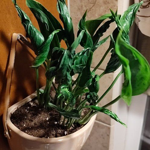 Photo of the plant species Shangri-La Philodendron by @YardCurlyheads named Wrinkles on Greg, the plant care app