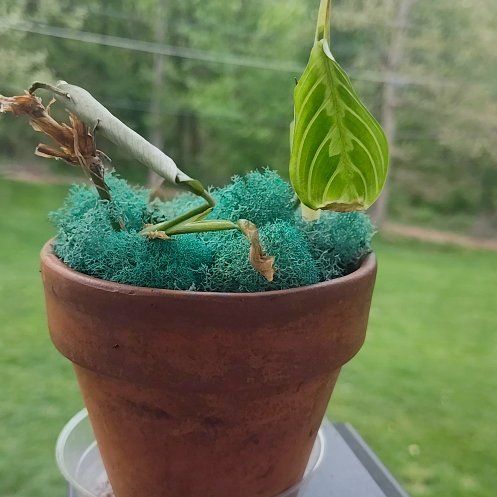Photo of the plant species Maranta 'Silver Band' by @YardCurlyheads named Baby on Greg, the plant care app