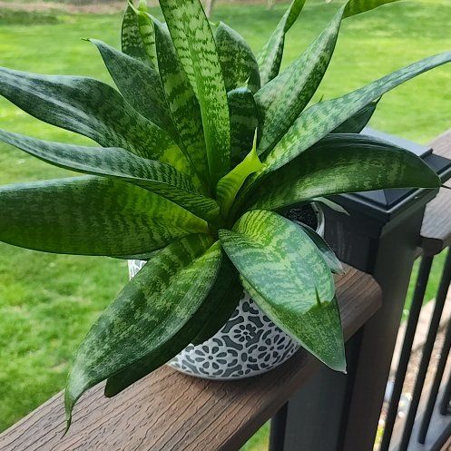 Photo of the plant species Silver Snake Plant by @YardCurlyheads named Mama Bear on Greg, the plant care app