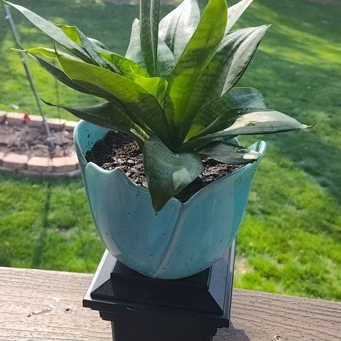 Photo of the plant species Silver Snake Plant by @YardCurlyheads named Bluebell on Greg, the plant care app