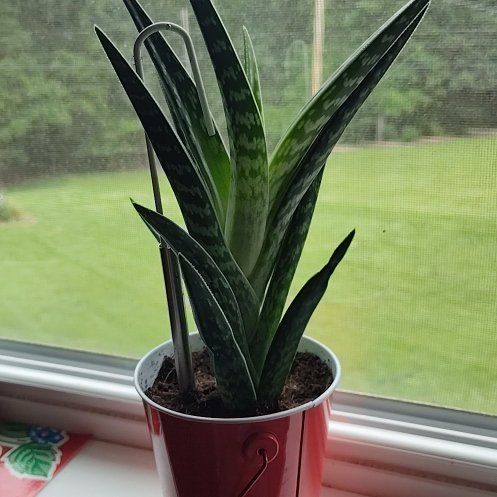 Photo of the plant species Partridge Breast Aloe by @YardCurlyheads named Pharoah on Greg, the plant care app