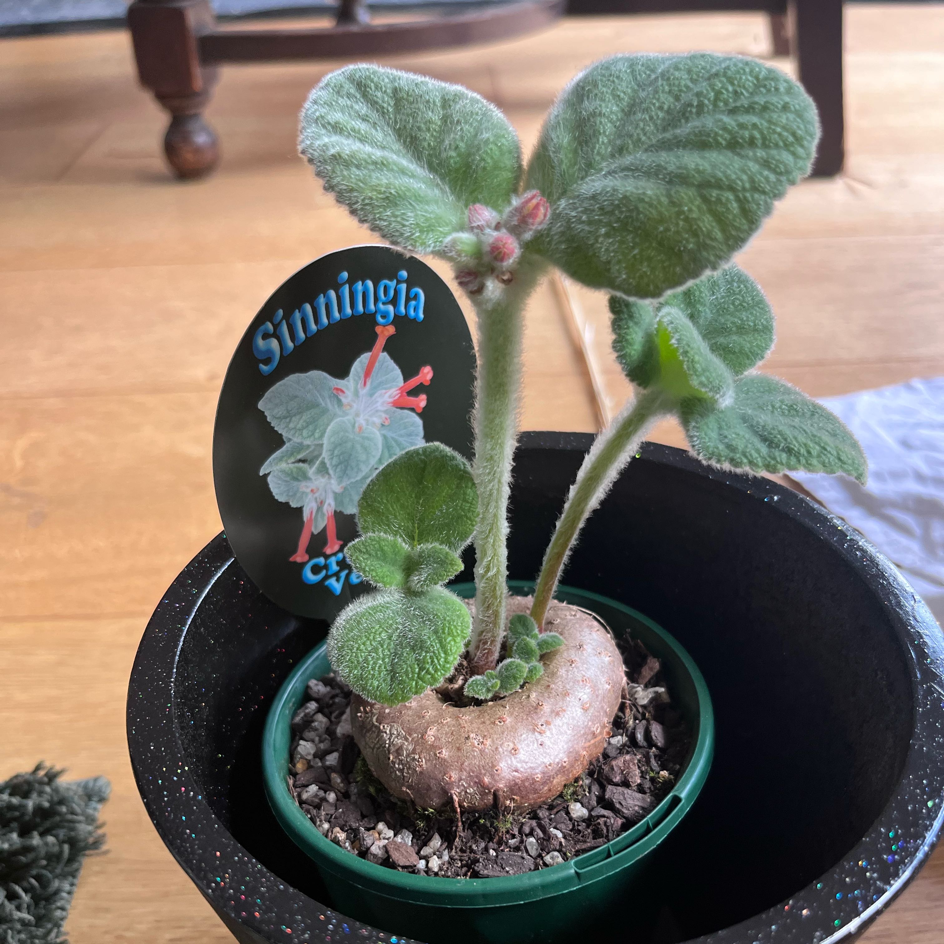 Photo of the plant species Sinningia 'Crushed Velvet' by @CuddlyOnion14 named Fernie Mercury on Greg, the plant care app