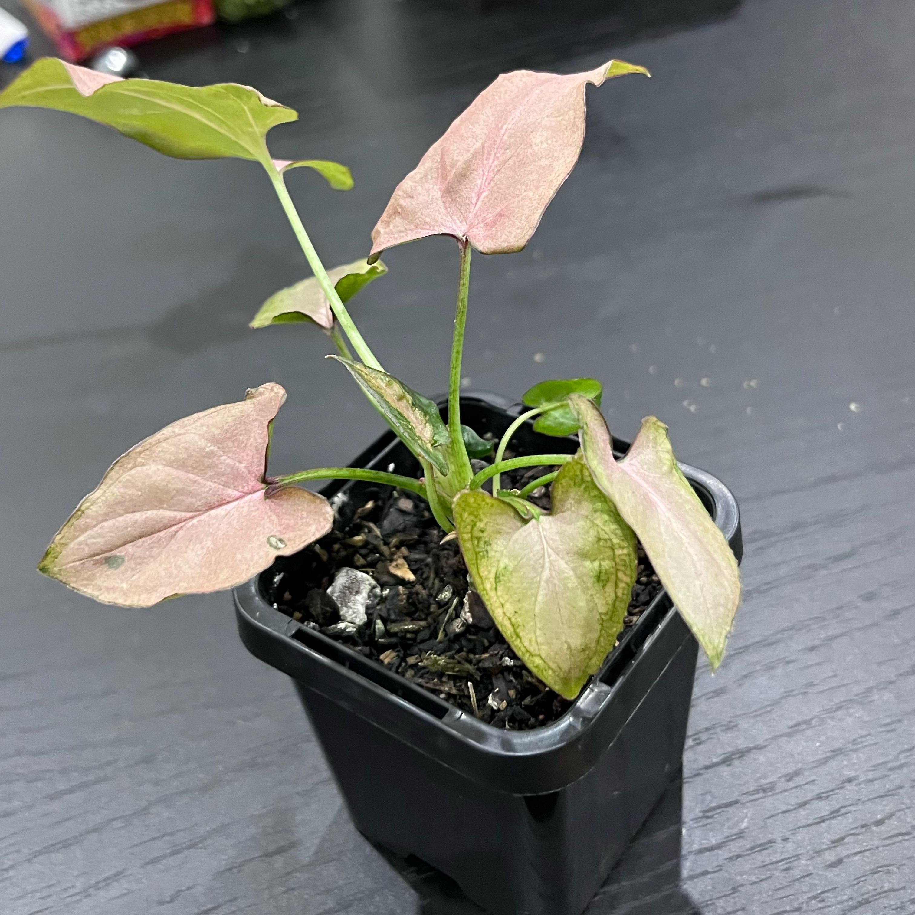 Photo of the plant species Pink Perfection Arrowhead Plant by @CuddlyOnion14 named Kesha on Greg, the plant care app