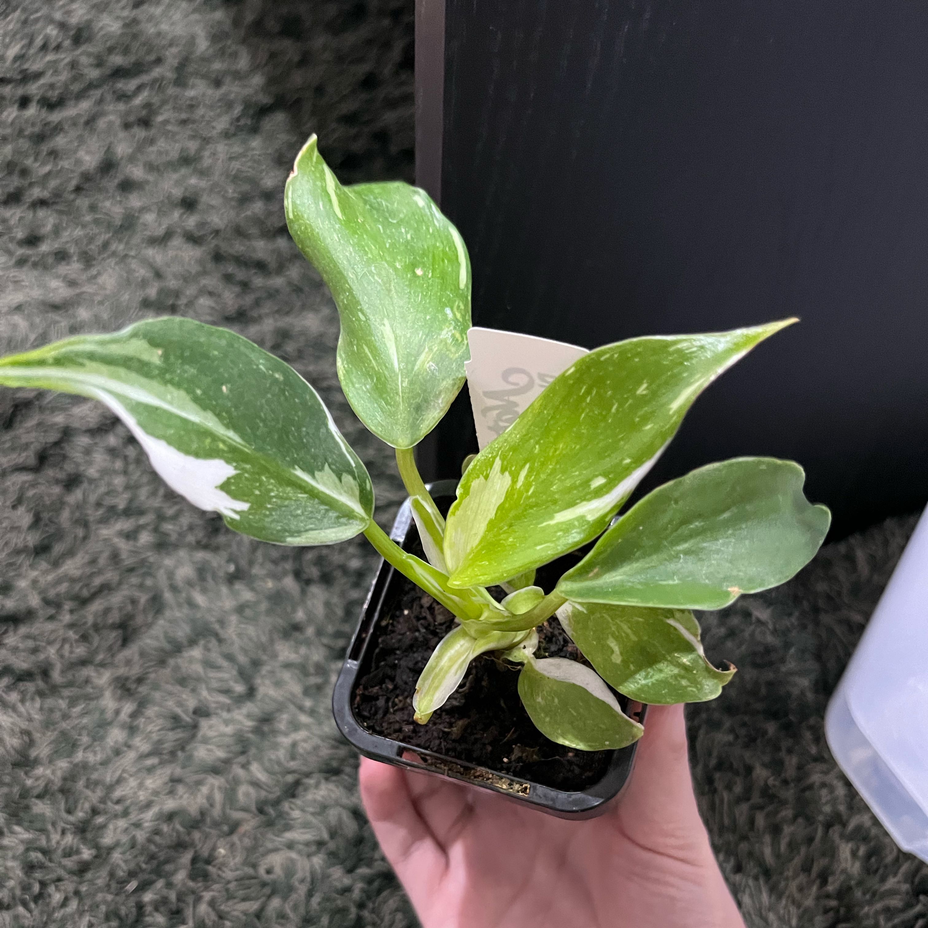 Plant care for Philodenron Jose Buono on Greg, the plant care app
