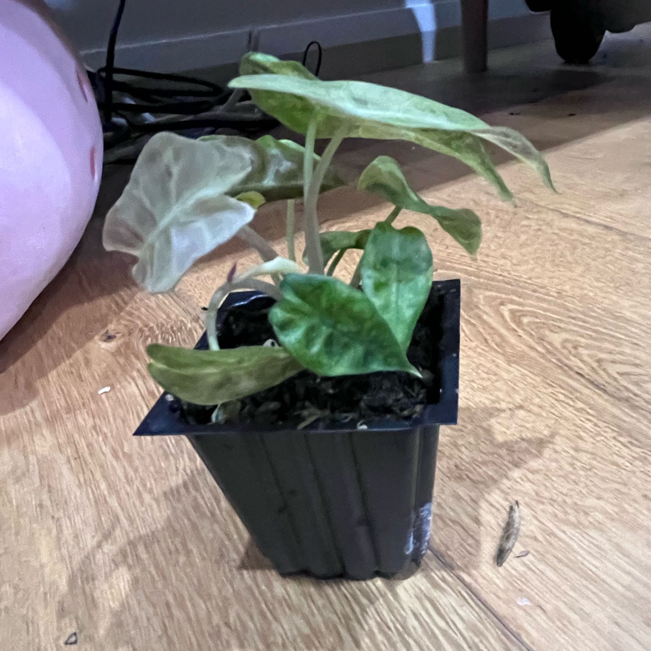 Photo of the plant species Alocasia Amazonica Splash Variegata by @CuddlyOnion14 named Athena on Greg, the plant care app