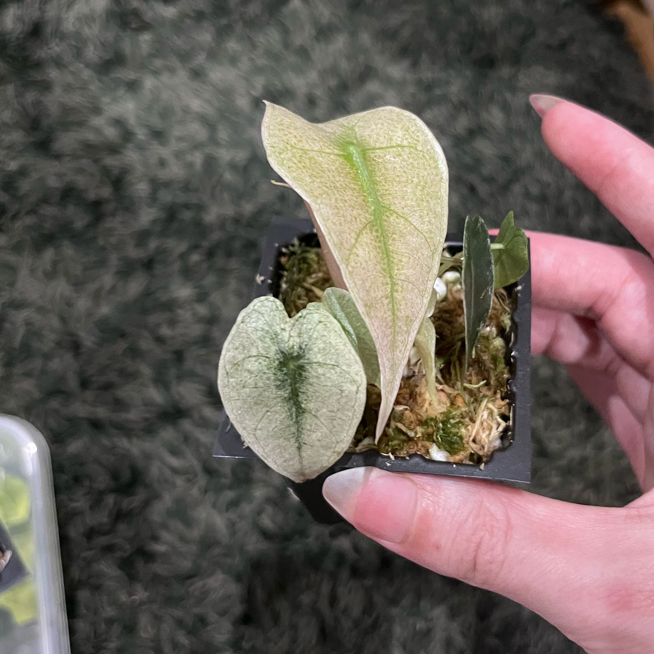 Photo of the plant species Alocasia Mint Polly by @CuddlyOnion14 named Maya on Greg, the plant care app
