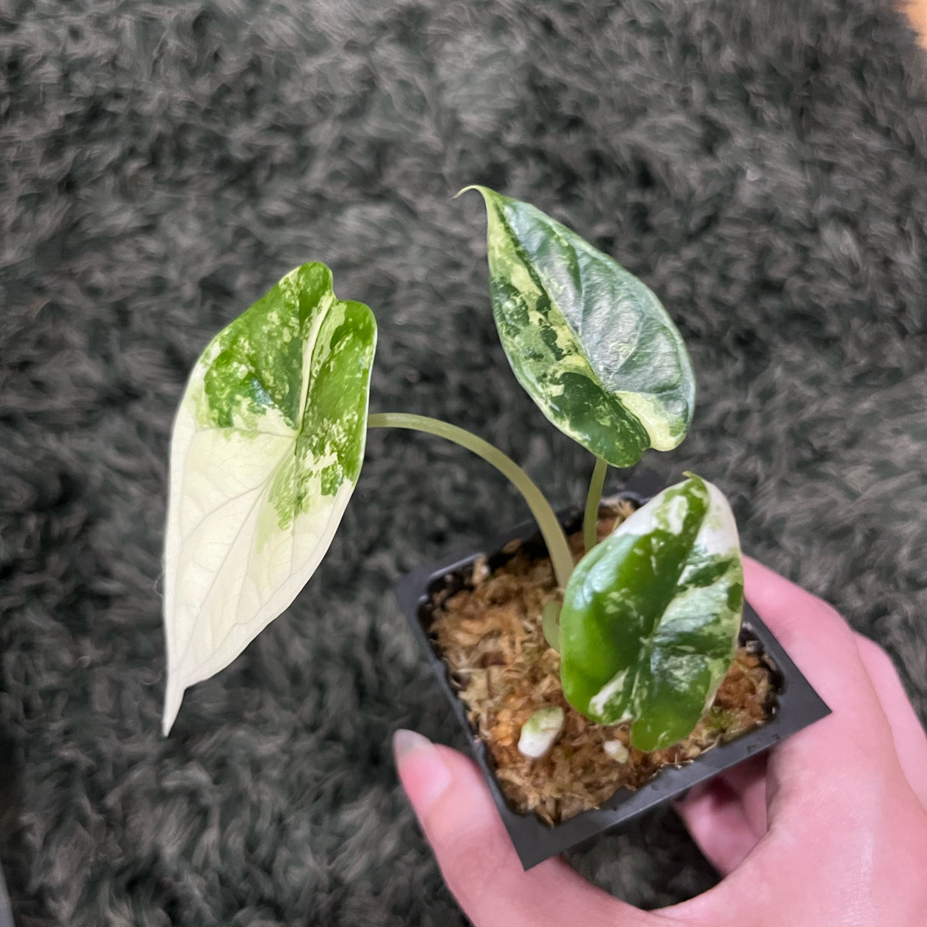 Photo of the plant species Variegated Alocasia Dragon Scale by @CuddlyOnion14 named Keanu Leaves on Greg, the plant care app