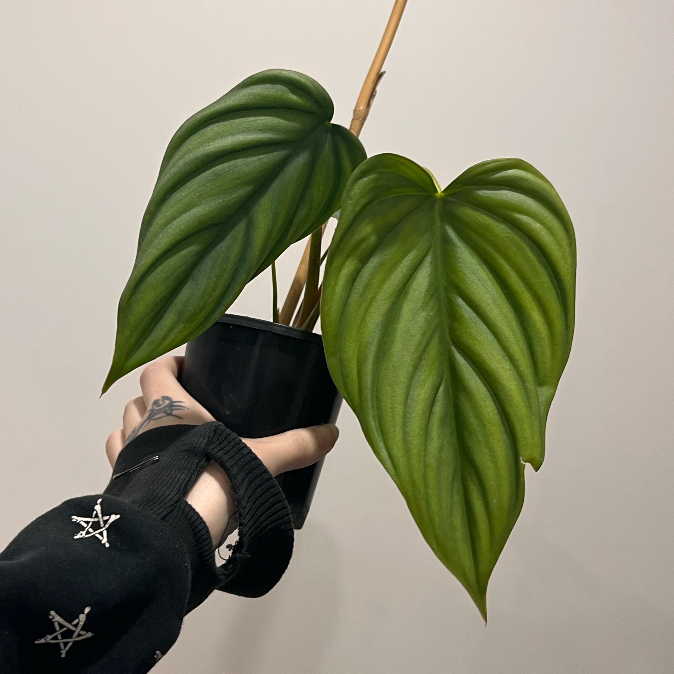 Photo of the plant species Philodendron 'El Guapo' by @CuddlyOnion14 named Daphne on Greg, the plant care app