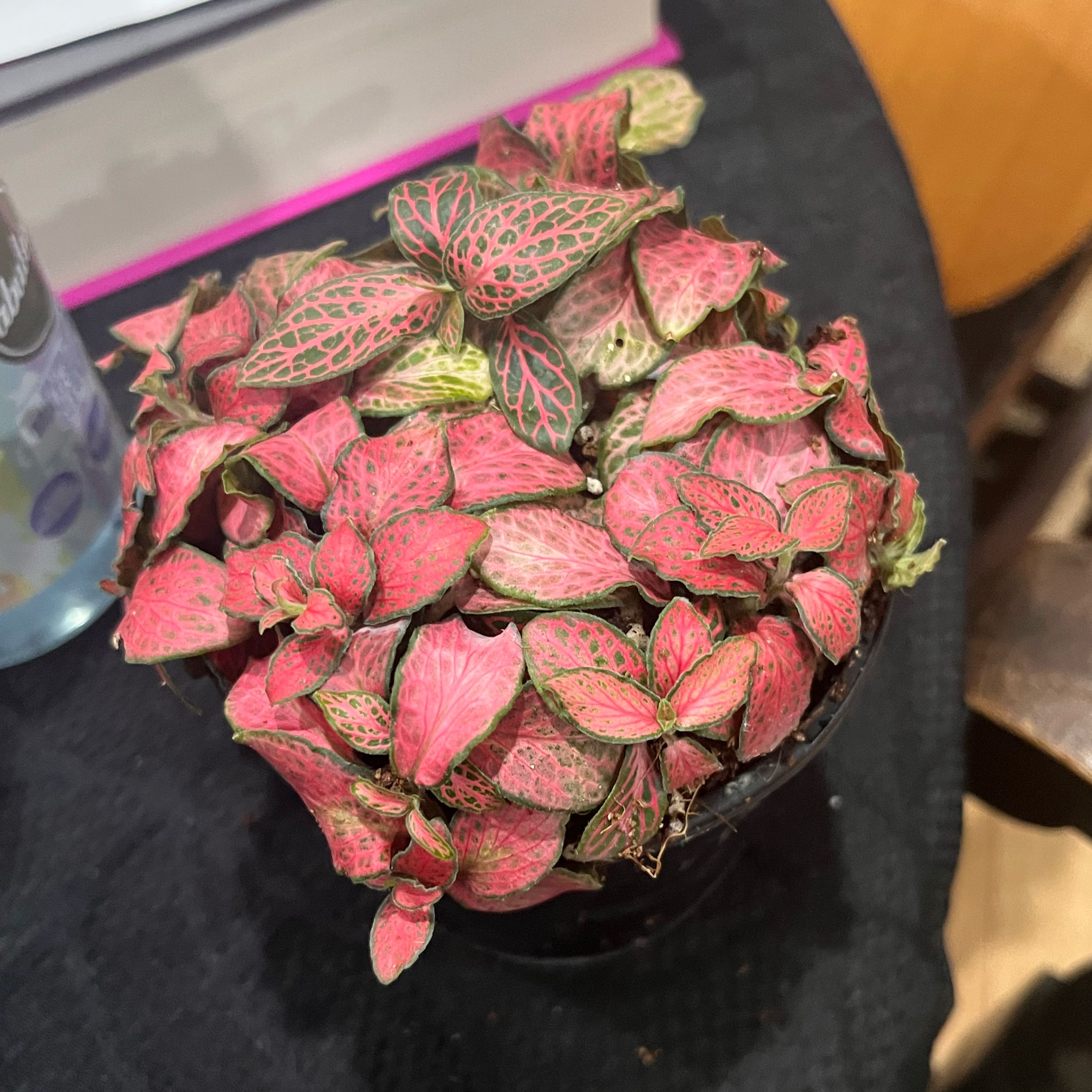 Photo of the plant species Fittonia 'Ruby Red' by @CuddlyOnion14 named Hamilton on Greg, the plant care app