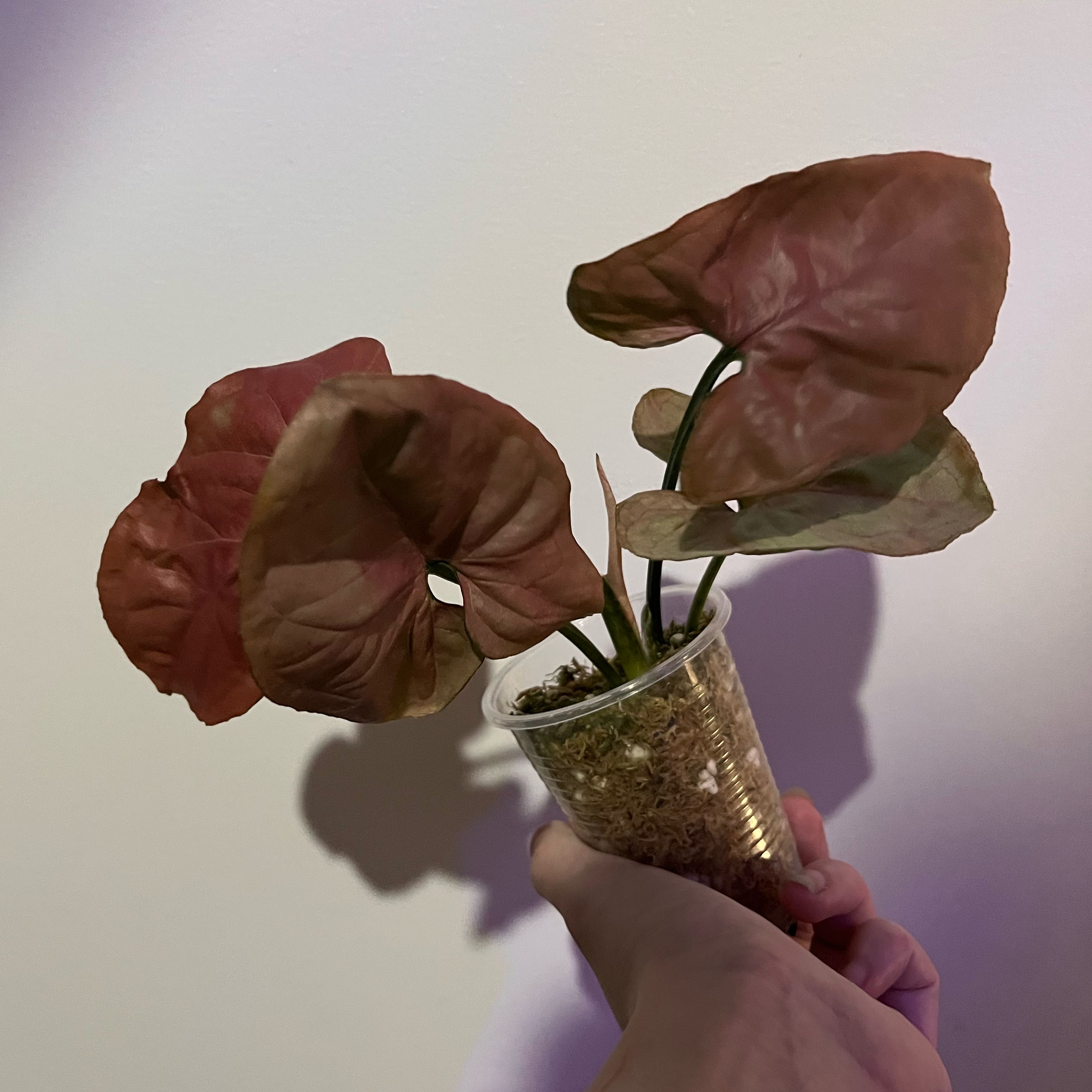 Photo of the plant species Sygonium Orm Nak by @CuddlyOnion14 named Scarlett on Greg, the plant care app