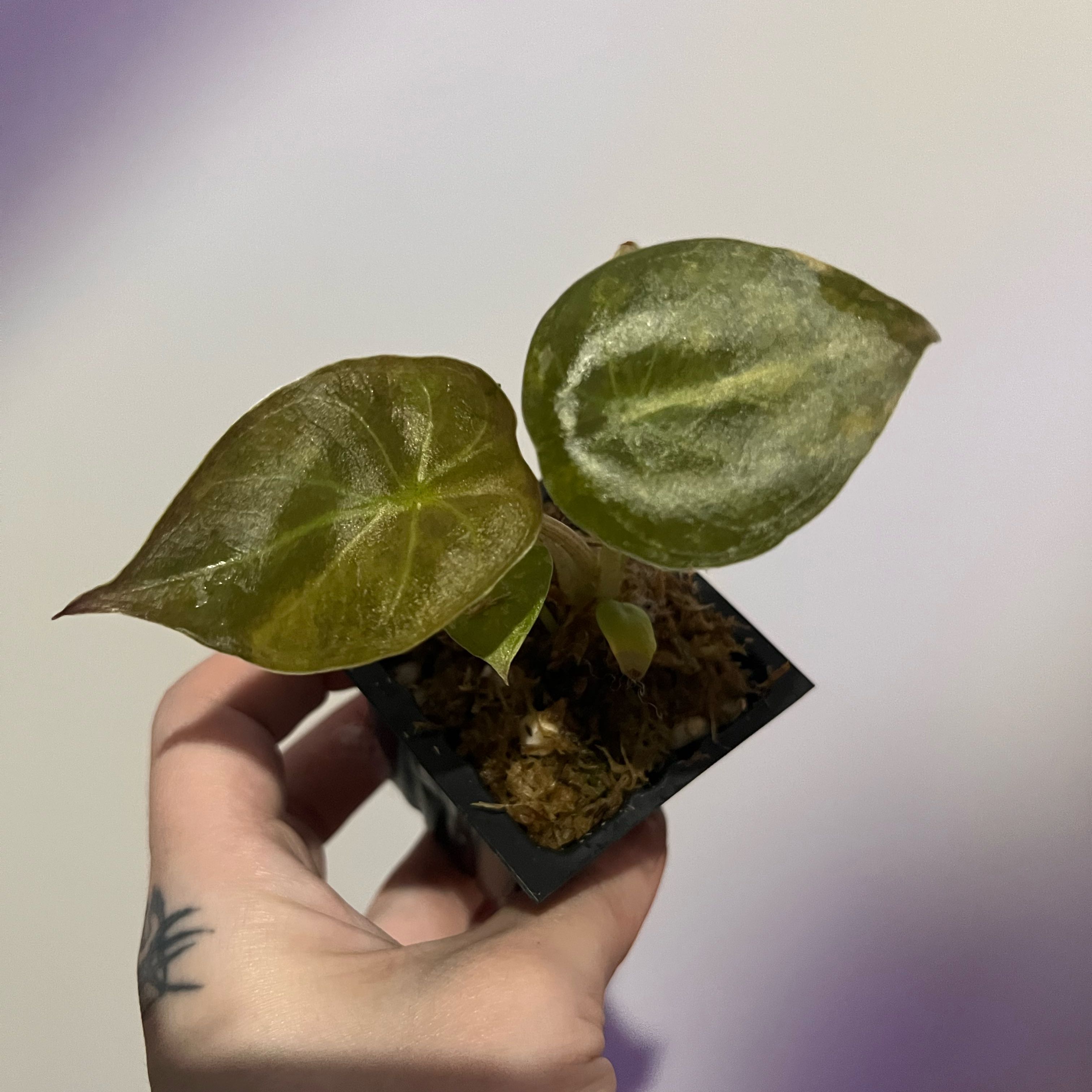 Photo of the plant species Alocasia Wentii Sunset by @CuddlyOnion14 named Doja Cat on Greg, the plant care app