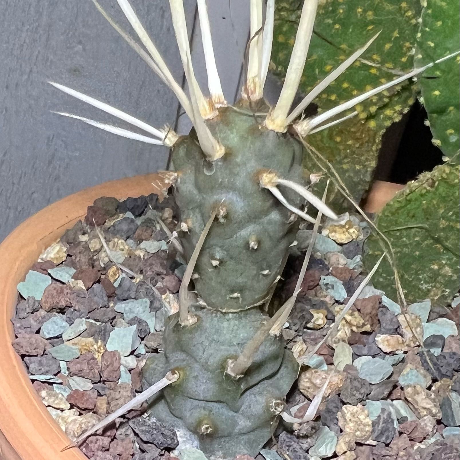 Photo of the plant species paper spine cactus by @TryAjwain33 named Morgan Treeman on Greg, the plant care app