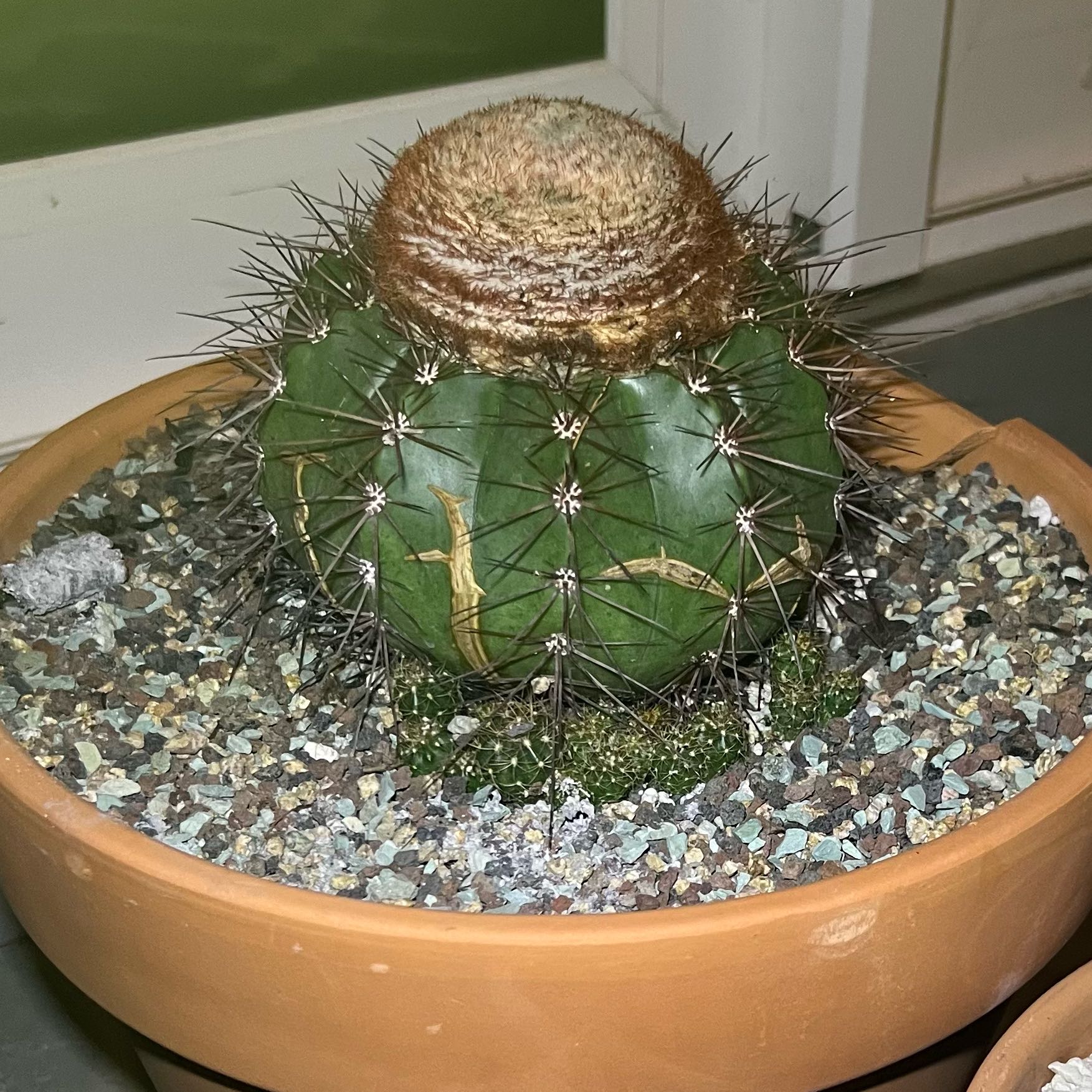 Photo of the plant species Melocactus violaceus by @TryAjwain33 named Anne on Greg, the plant care app