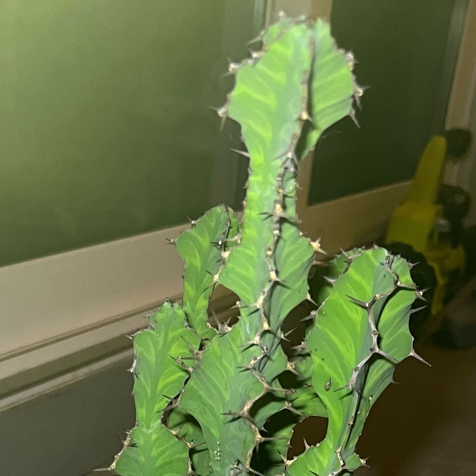 Photo of the plant species Euphorbia 'Zig Zag' by @TryAjwain33 named Bruce Lee on Greg, the plant care app