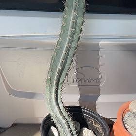 Photo of the plant species Mexican Organ Pipe by @TryAjwain33 named Bodhi on Greg, the plant care app