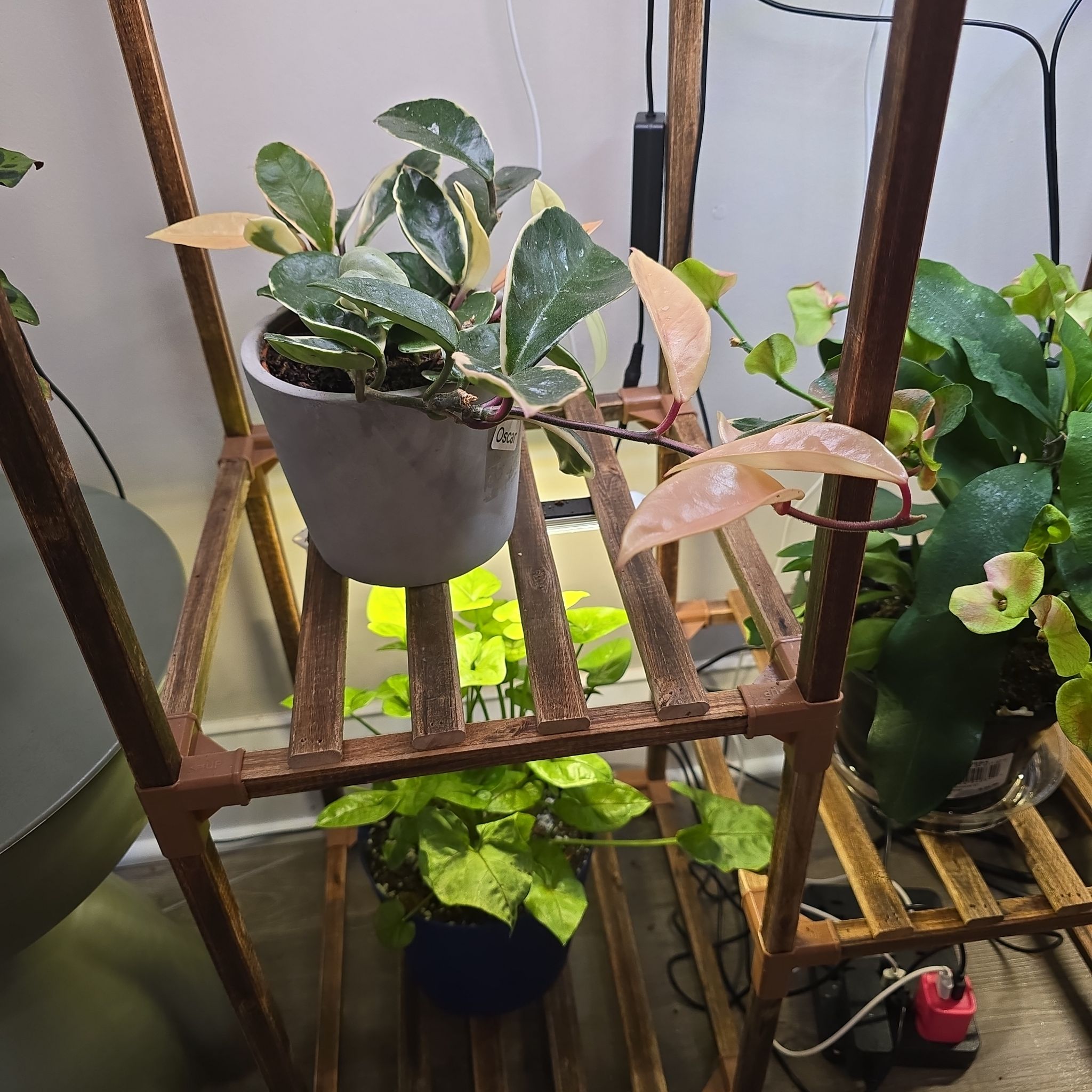 Photo of the plant species Hoya Albo by @WorthwhileMahoe named Oscar (top) on Greg, the plant care app