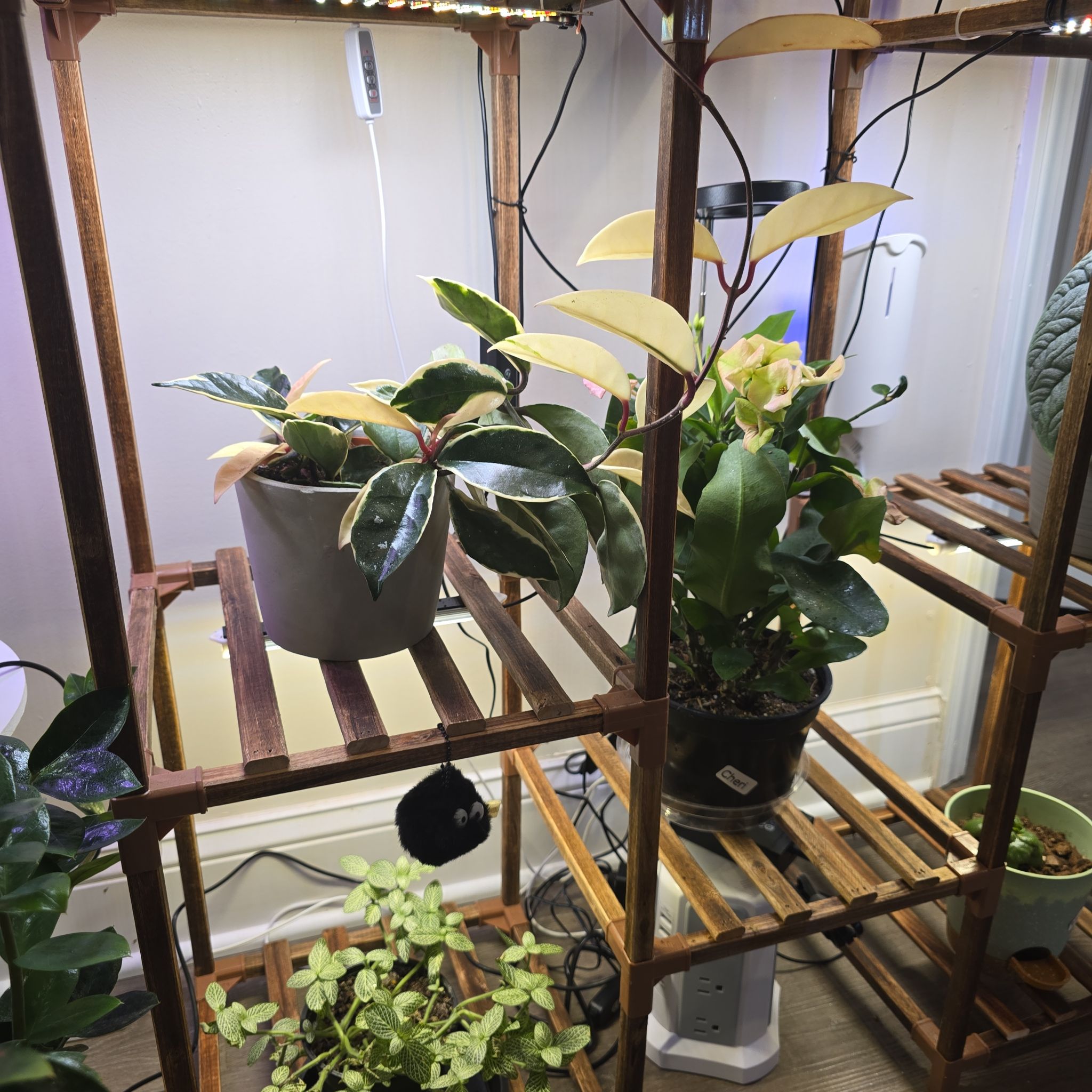 Photo of the plant species Hoya Albo by @WorthwhileMahoe named Oscar (top) on Greg, the plant care app