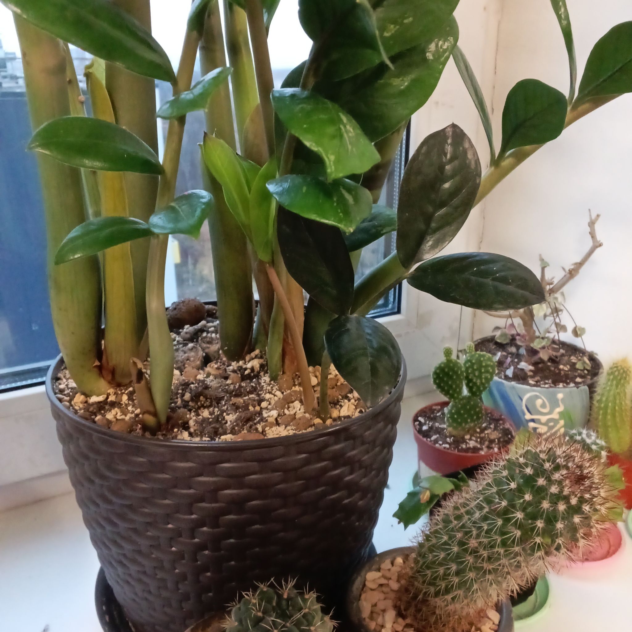 Photo of the plant species Nova Star ZZ Plant by @MariaPlants named Peter Parker on Greg, the plant care app