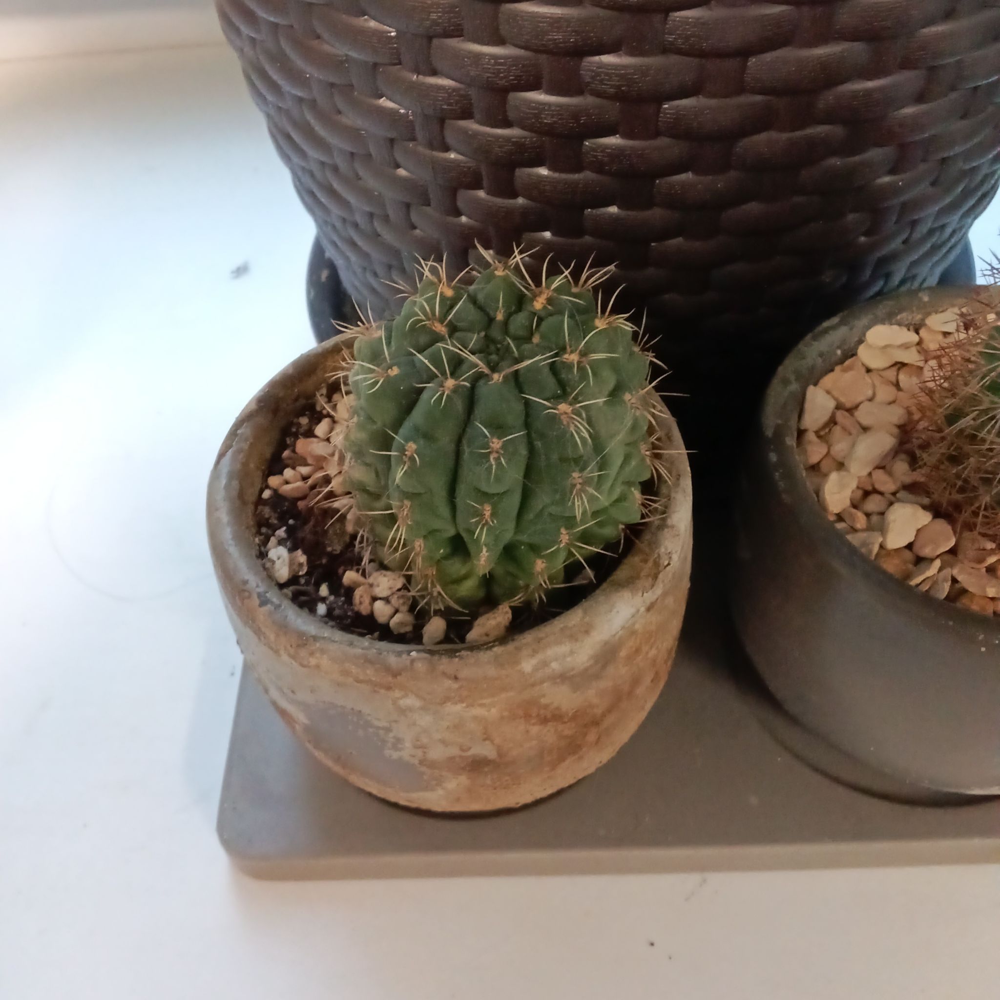 Photo of the plant species Assorted Gymnocalycium by @MariaPlants named Winston on Greg, the plant care app