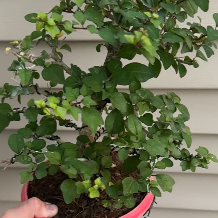 Photo of the plant species Parrot's Beak by @HeirLantana21 named Gates on Greg, the plant care app