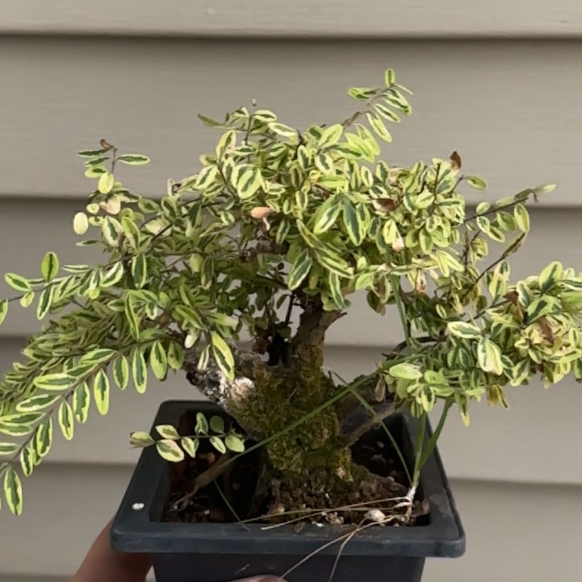 Photo of the plant species Box Honeysuckle by @HeirLantana21 named Willow on Greg, the plant care app
