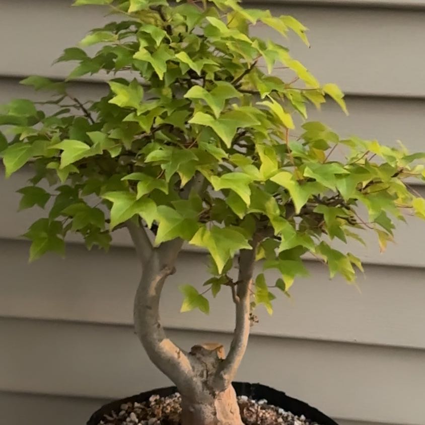 Photo of the plant species Trident maple by @HeirLantana21 named Messi on Greg, the plant care app