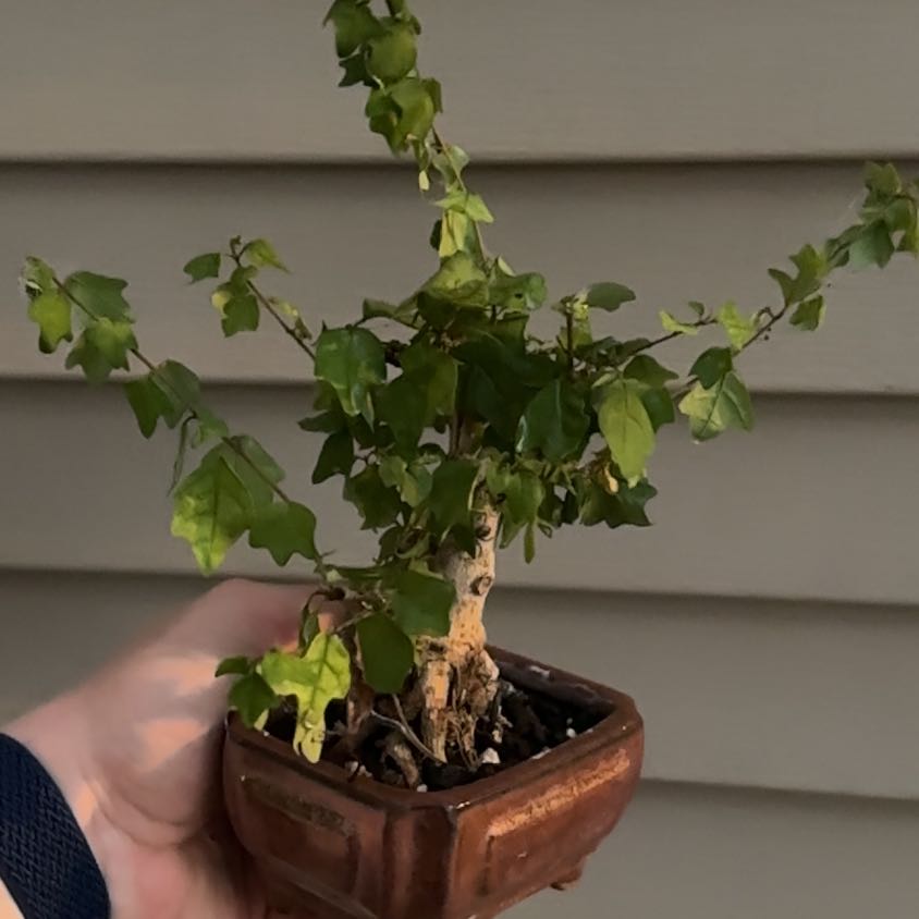 Photo of the plant species Parrot's Beak by @HeirLantana21 named Treeyoncé on Greg, the plant care app