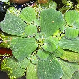 Photo of the plant species Water Lettuce by @HeirLantana21 named Nemo on Greg, the plant care app