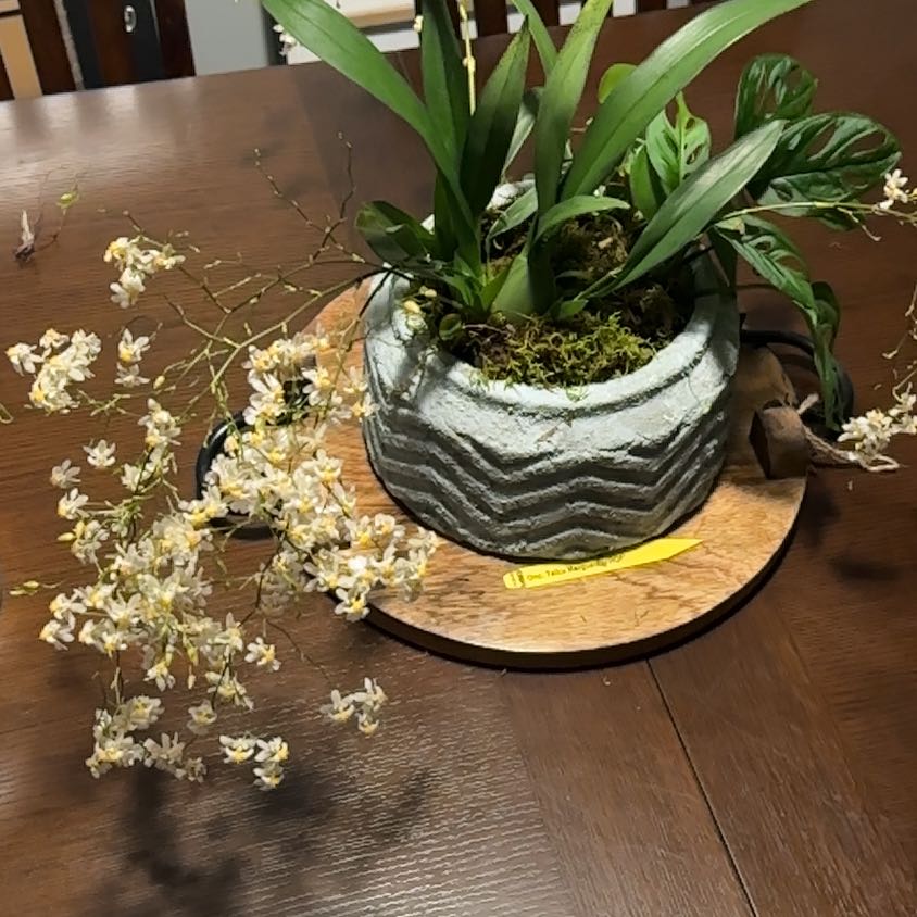 Photo of the plant species Tsiku Marguerite Orchid by @HeirLantana21 named Mollie on Greg, the plant care app