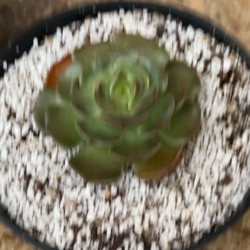 Photo of the plant species Echeveria Brown Rose by @BattleCreekFarm named Zeus on Greg, the plant care app