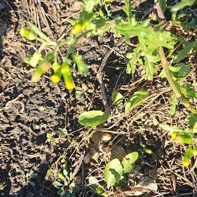 Photo of the plant species Groundsel by @BusySeepmuhly named Einstein on Greg, the plant care app