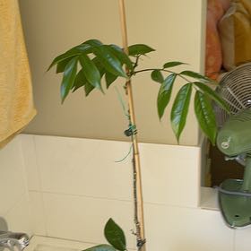 Photo of the plant species Magic Bean by Carlie named Jack on Greg, the plant care app