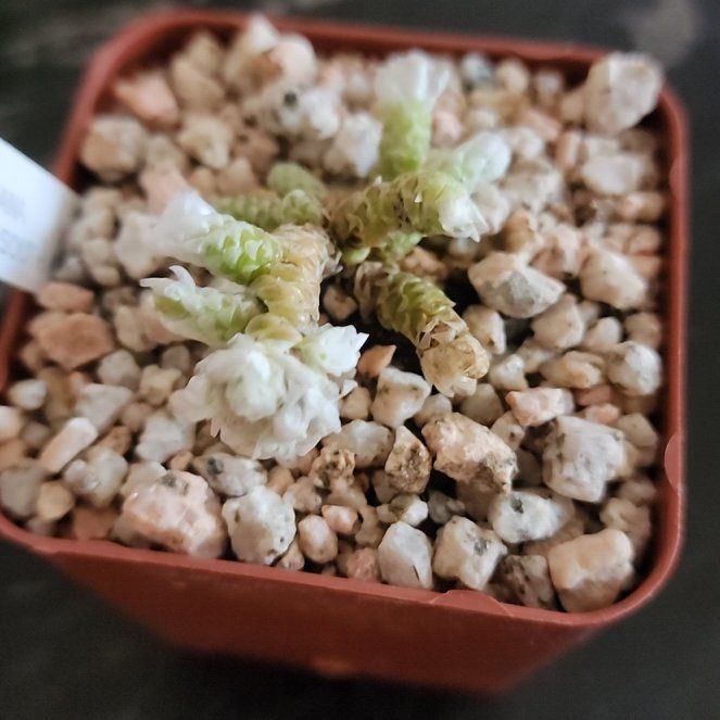 Photo of the plant species Avonia Buderiana by @GentlemanPepino named Bella on Greg, the plant care app