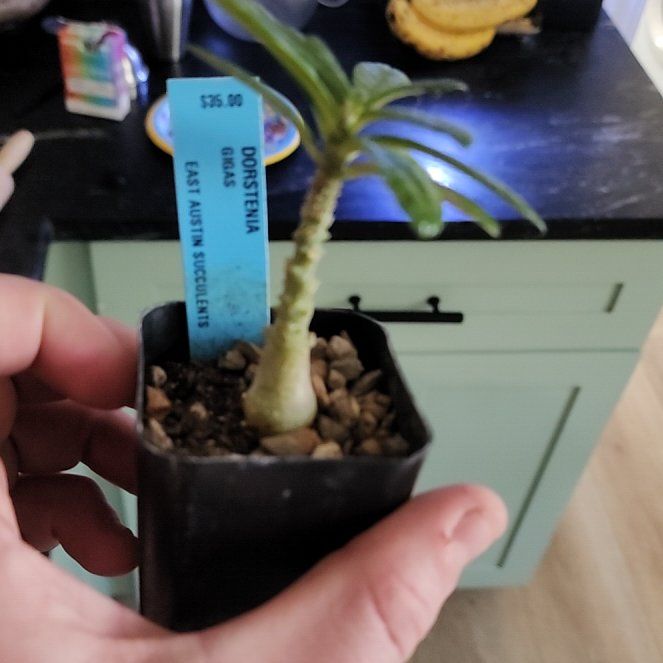 Photo of the plant species Dorstenia gigas by @GentlemanPepino named Captain Plant-it on Greg, the plant care app