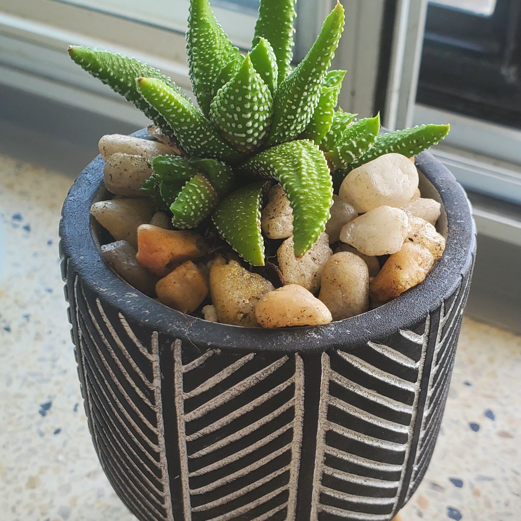 Photo of the plant species Hankey Dwarf Aloe by @LightPaparazzi named Gobi on Greg, the plant care app