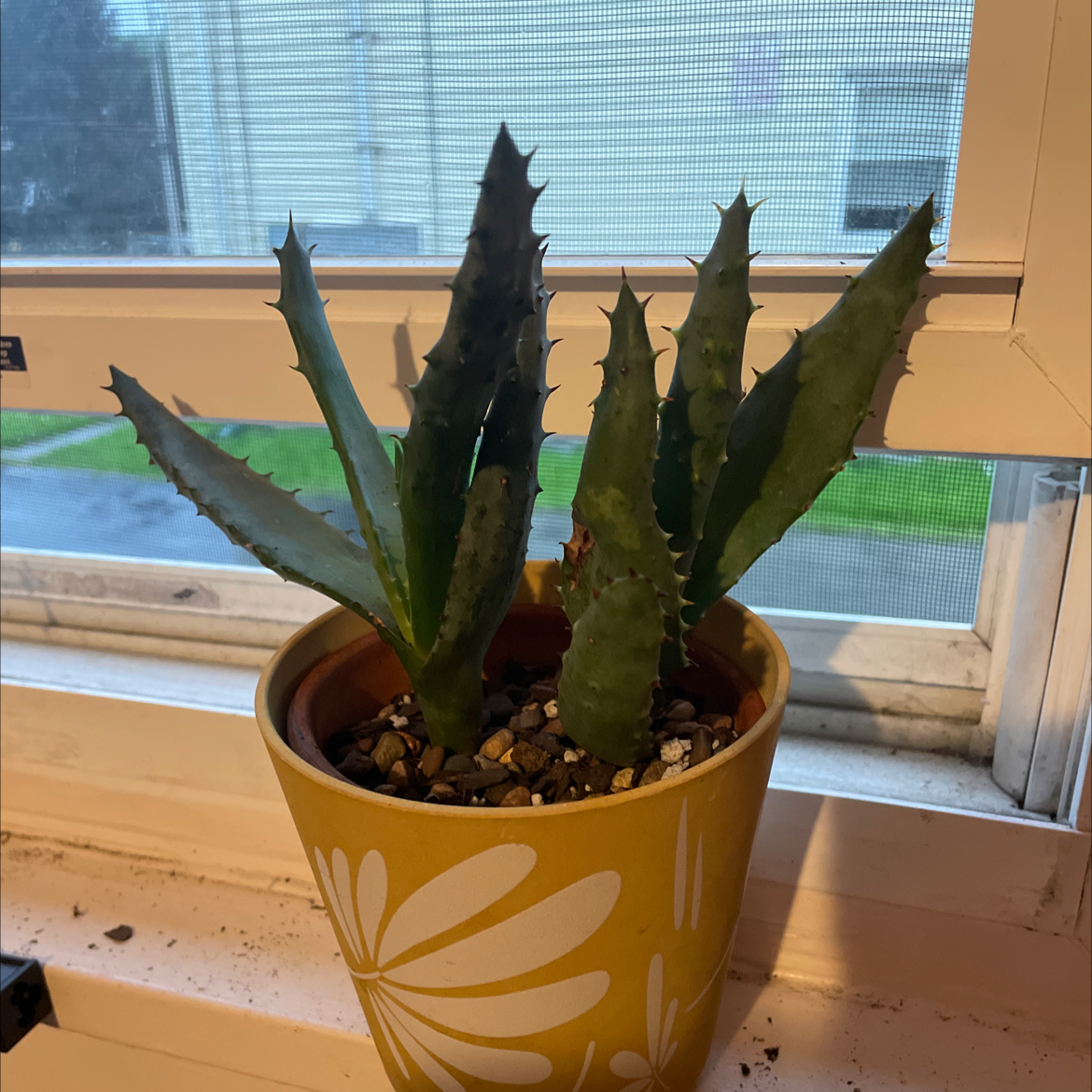 Planty