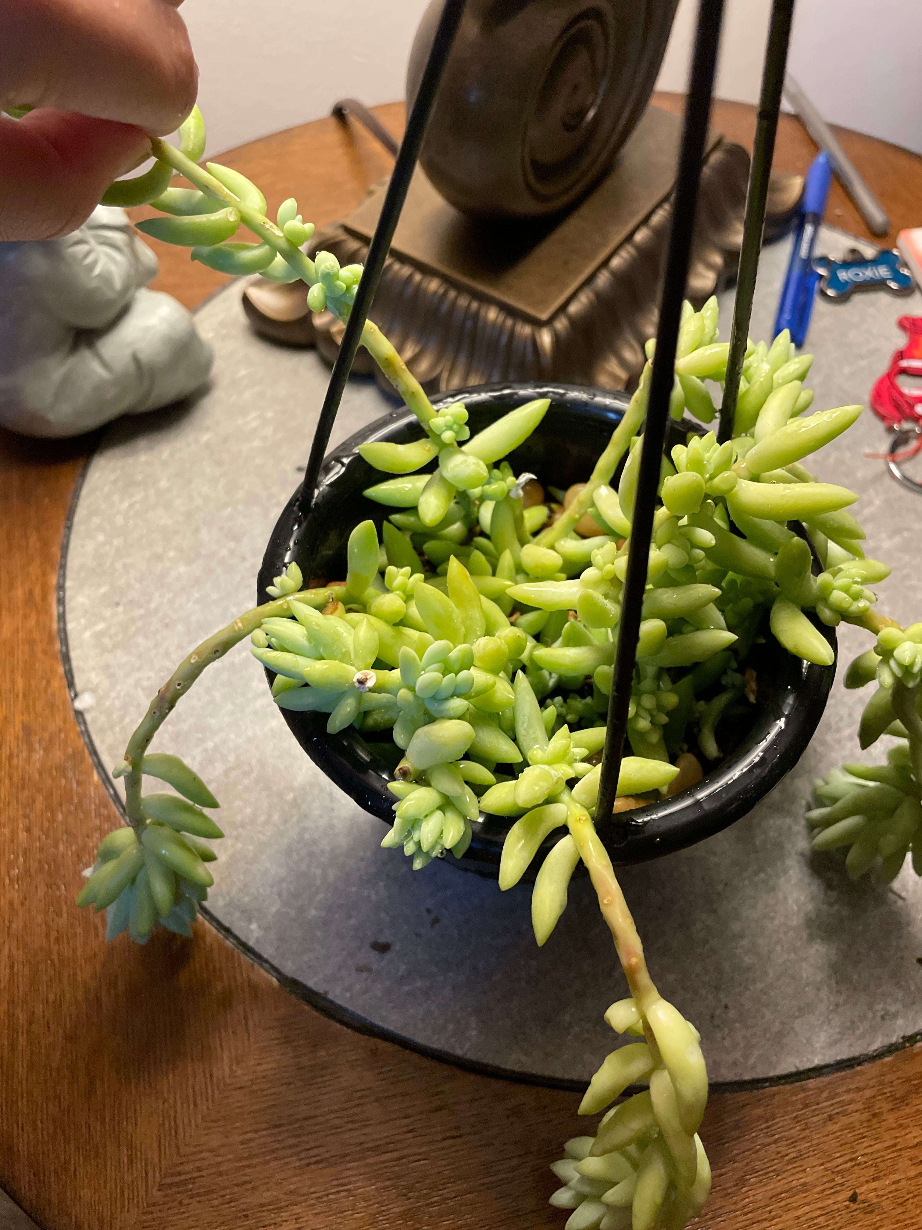 Donkey Dick A plant by DotingCapeivy on Greg