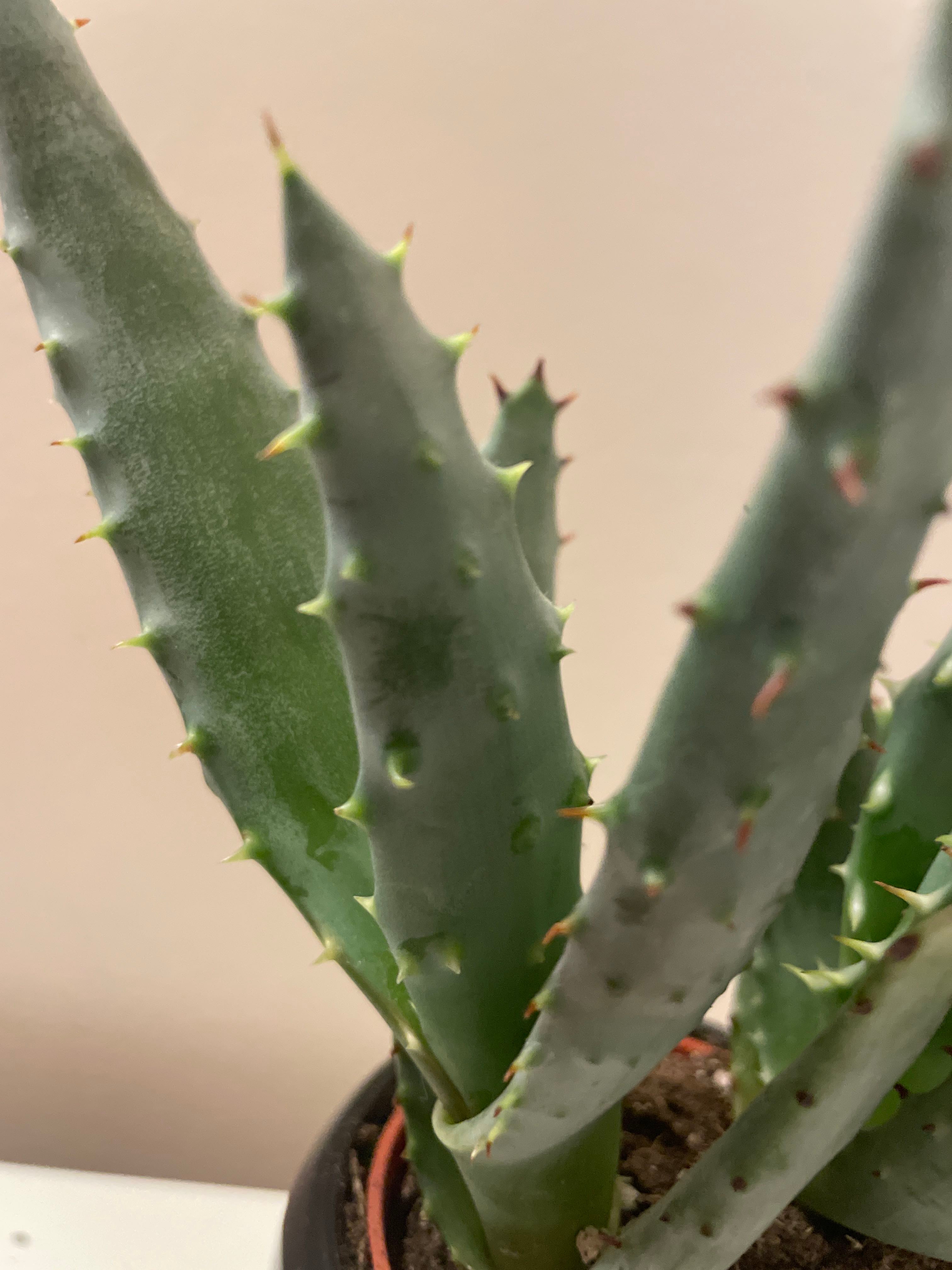 🌼 Why Your Golden Toothed Aloe Buds Won't Open